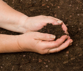 Hands with soil