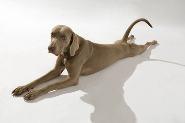 Hund, Weimaraner Kurzhaar