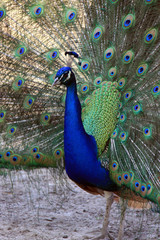 Obraz premium Peacock