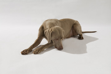 Hund, Weimaraner Kurzhaar