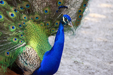 Obraz premium Peacock