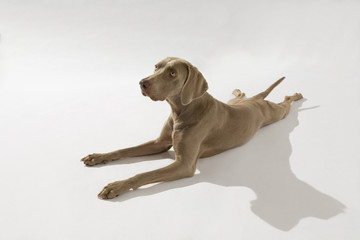 Hund, Weimaraner Kurzhaar