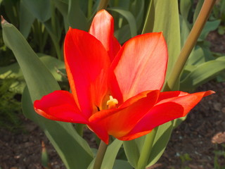 Red tulip in full blossom