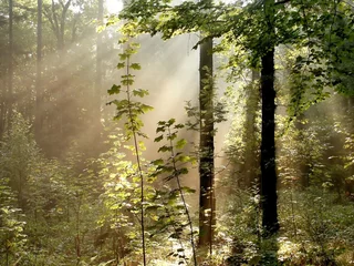 Poster Im Rahmen Sonnenlicht fällt in den nebligen Wald © Aniszewski