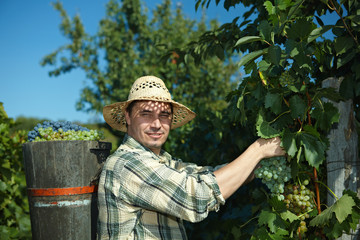 Vintager wearing butt full of grapes