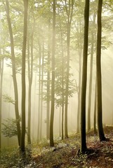 Misty beech forest in early autumn