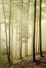 Poster Misty beech forest in early autumn © Aniszewski