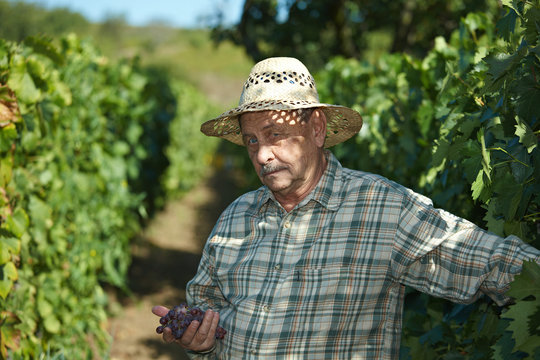 Senior vintner examining grapes