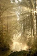 Plexiglas foto achterwand Misty autumn forest © Aniszewski