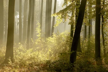 Selbstklebende Fototapeten Sonnenlicht fällt in den nebligen Wald © Aniszewski