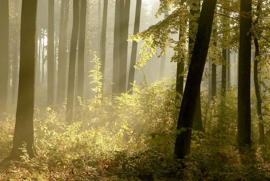 Fototapeta Sunlight falls into the misty woods