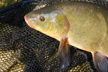 Schleie ( Tinca Tinca)