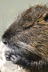 nutria, myocastor coypus