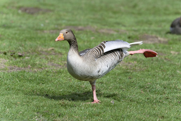 anser anser, greylag goose