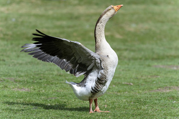 anser cygnoides, swan goose