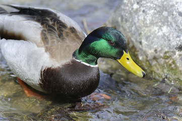 anas platyrhynchos, mallard