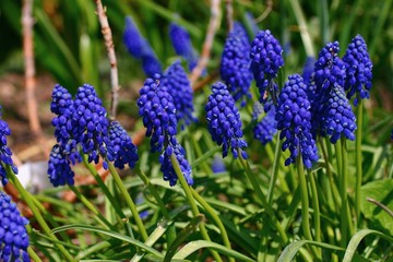 muscari