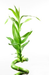 Isolated bamboo with white background