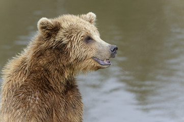 brown bear, ursus arctos