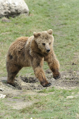 brown bear, ursus arctos