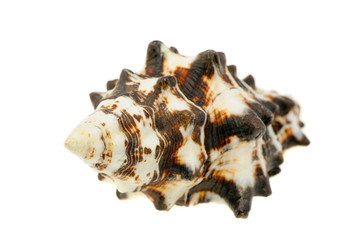 Sea cockleshell