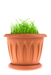 Flower Pot with grass isolated on white.