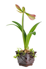 Fototapeta na wymiar blooming amaryllis