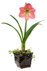 blooming amaryllis