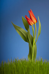 Red tulip on blue background