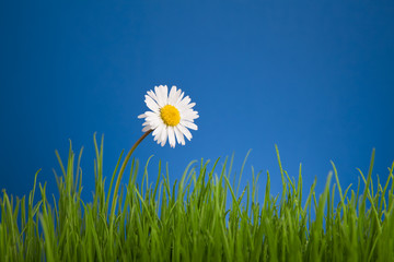chamomile on blue background, green grass