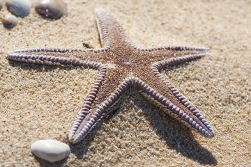 starfish on the sand