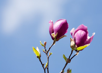 Springtime magnolia flowers