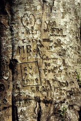 écorce d'arbre avec graffitis gravés