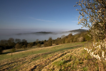 Misty Morning with Flowers in the Foreground