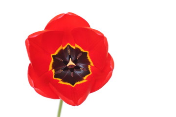 coeur de tulipe rouge