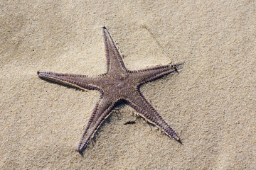 starfish on the sand