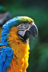 ルリコンゴウインコ