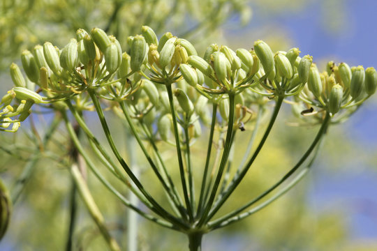 Gew&uuml;rzfenchel