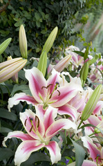 Pink lilies in a garden
