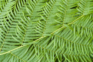 Green fern leaves