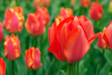 Obraz premium Red tulips