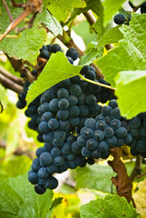 Pinot noir ripe bunch of grapes closeup