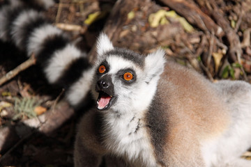 Suprised Ring tailed lemur