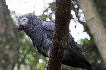 African Grey Parrot on branch