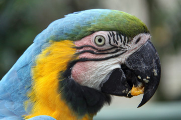 Fototapeta premium Blue and Gold Macaw - close up