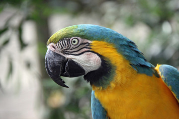 Blue and Gold Macaw