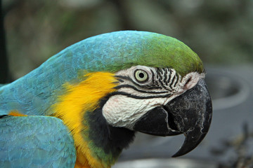 Blue and Gold Macaw - Profile