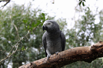 African grey Parrot in tree