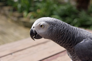 African grey parrot profile