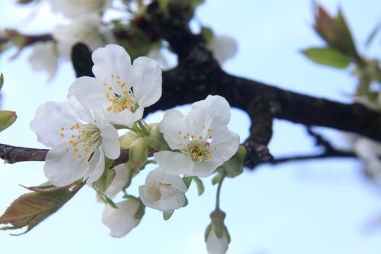cherry blossom on spring